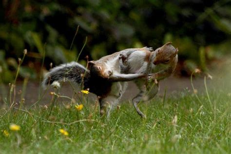 Feisty Ninja Squirrels Go Nuts In Fight Oversome Nuts As They Battle