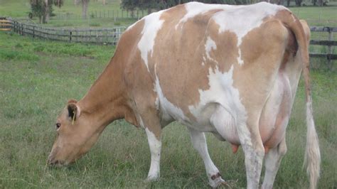 Guernsey Dairy Cattle Rich Pastured Milk Youtube