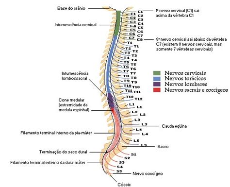 Coluna Vertebral E Medula