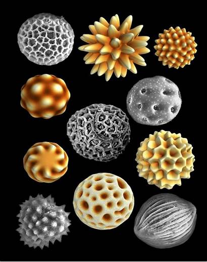 Pollen Grains Nature Asymmetrical Prefers Finds Study