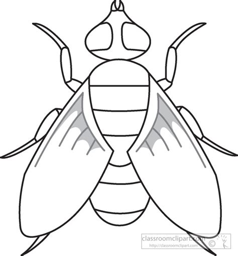 Fly insect clipart 20 free Cliparts | Download images on Clipground 2020