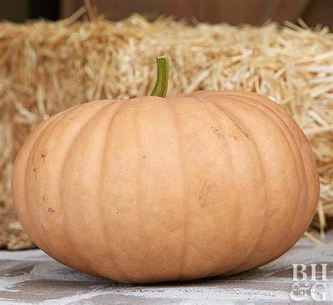 Types Of Pumpkins Better Homes And Gardens