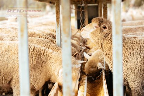 A Roadmap To Feeding Sheep And Cattle Grain Reid Stockfeeds