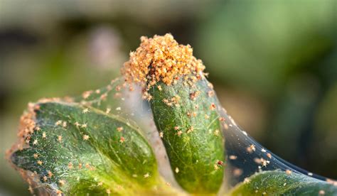 Spider Mite Garden Pests Diseases Gardening Tips Thompson Morgan