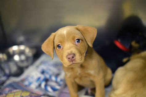 Humane Society Dogs For Adoption Near Me - The W Guide