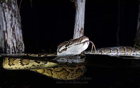 Pythons In The Everglades Frequently Asked Questions