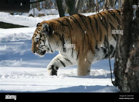 Siberian Tiger In The Snow Stock Photo Alamy