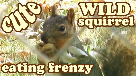 Baby Ground Gray Grey Squirrel What Do Squirrels Eat How Animals