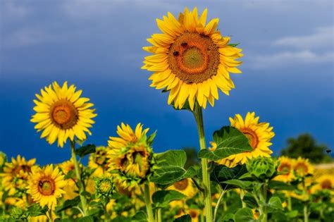 Un Campo De Girasoles En Un Día Soleado De Verano Foto Premium