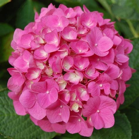 Jual Tanaman Hydrangea Forever Pink Bunga Hortensia Di Lapak