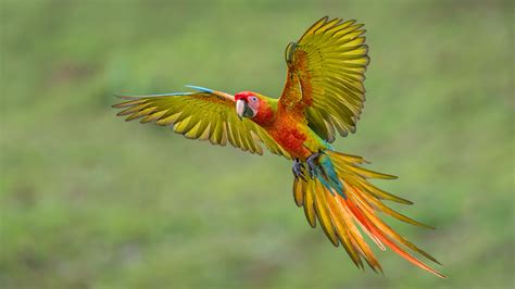 Flying Macaw Wallpaper