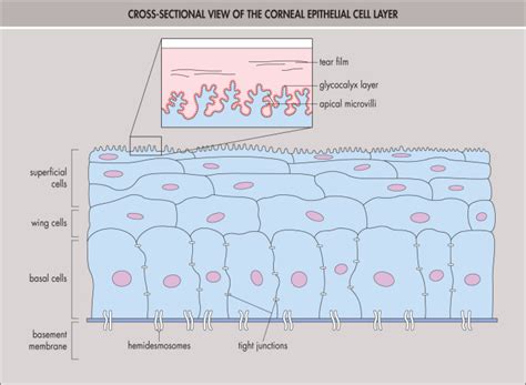 Corneal Anatomy Physiology And Wound Healing Ento Key