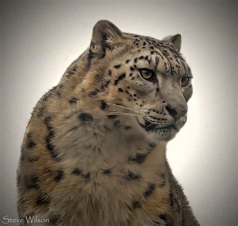 The Endangered Snow Leopard These Rare Beautiful Grey Leo Flickr