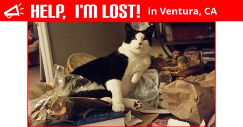 Lost Cat Ventura California Oliver