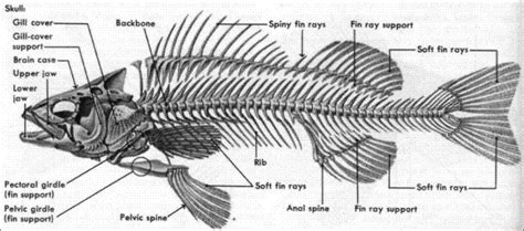 fish bones | Animal Anatomy | Pinterest