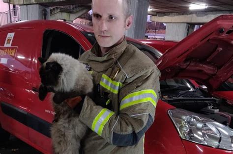 Look Firefighters Rescue Cat From Engine Compartment Of Mail Delivery Van