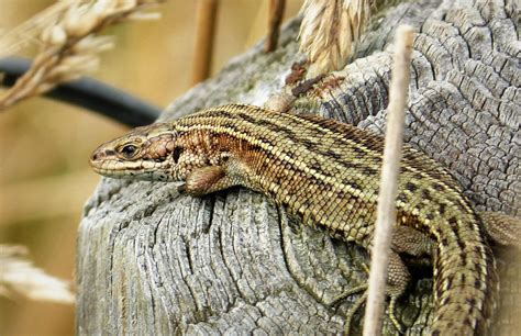 The Nhbs Guide To Uk Reptile Identification