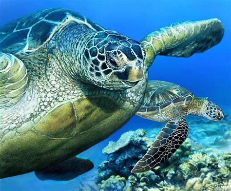 Green Sea Turtle Digital Art By Owen Bell Fine Art America