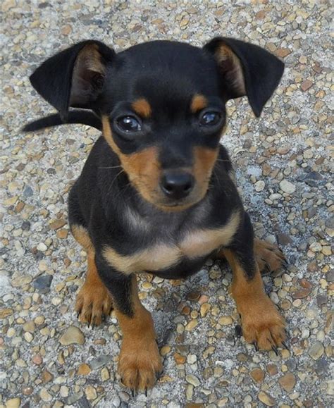 Cute Dogs Miniature Pinscher Dog