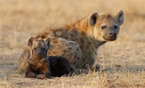 Hyena Cub Two Animals Baby Wallpapers Hd Desktop And Mobile