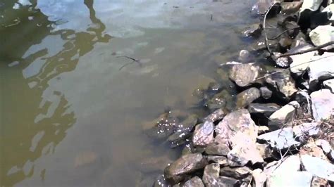 Person Scaring A Snake Lake Gaston Youtube