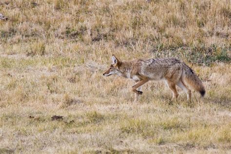 Do Coyotes Attack Dogs How To Protect Your Pet Wiki Pets