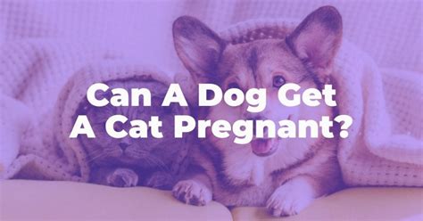 Can A Dog Get A Cat Pregnant Thank Your Vet