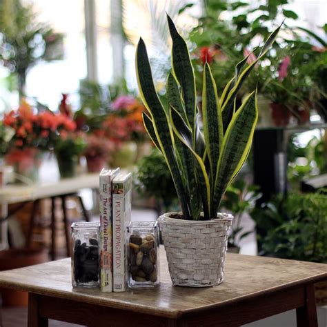 Maybe you would like to learn more about one of these? Sansevieria (Snake Plant) 6" Standing Basket in Boulder ...
