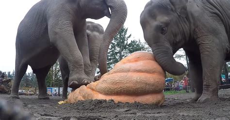 Elephants Popping Pumpkins Like Bubble Wrap Is So Satisfying To Watch Madly Odd