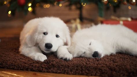 Adorable Puppies Sleeping Under Christmas Stock Footage Sbv 330154236