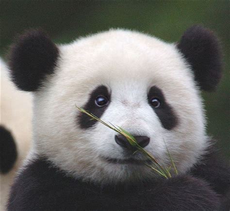 Find the latest funny animal videos, cute animal pictures and amazing animal stories on today.com. COOL IMAGES: Cute Panda Pics