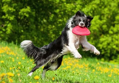 What Dogs Catch Frisbees