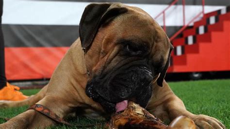 Browns Beloved Live Mascot Swagger Dies At The Age Of Six After Battle