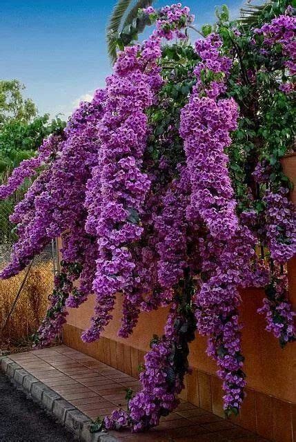Come dice il nome, la wisteria sinensis è di origine cinese, . Fiore Viola A Grappolo : Repens Duranta Fiori Blu Viola ...