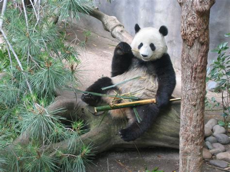 Filewaving Panda Wikimedia Commons