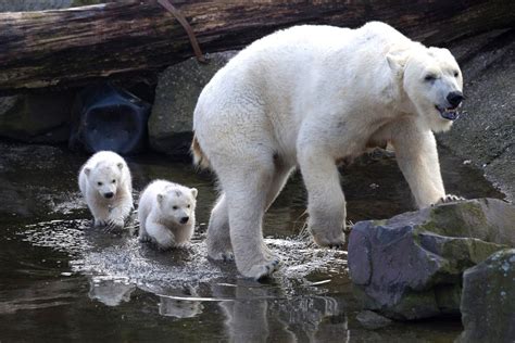 Cute Polar Bear Cubs Splash Through The Water Picture The Cutest