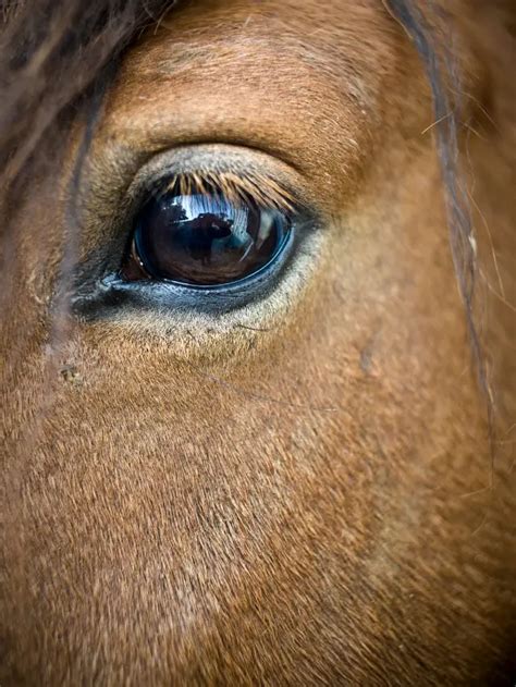 Putting Monistat In Horses Eye Why And How Explained Best Horse Rider