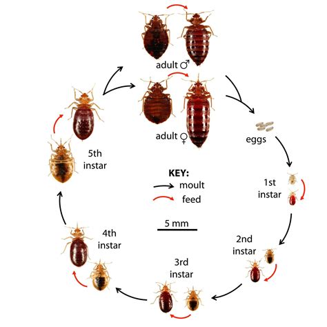 Integrated Pest Management For Bed Bugs In Schools Osu Extension Service