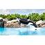 Marineland  Killer Whale Show At Friendship Cove 7 Flickr