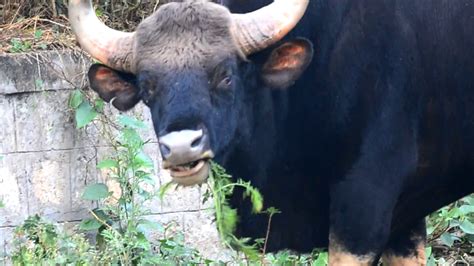 Gaur The Largest Species Of Wild Cattle In The World Youtube