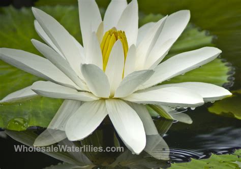 Trudy Slocum White Evening Blooming Water Lily Pond Megastore
