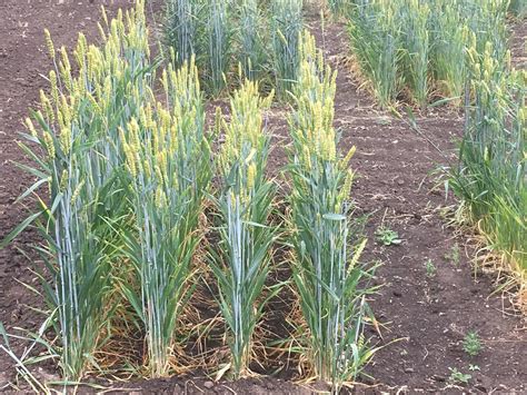 Gluten In Wheat What Has Changed During 120 Years Of Breeding