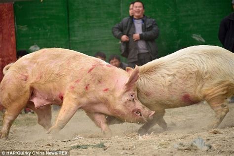 Thousands Watch Two Pigs Fight To The Death In Brutal Chinese Sport