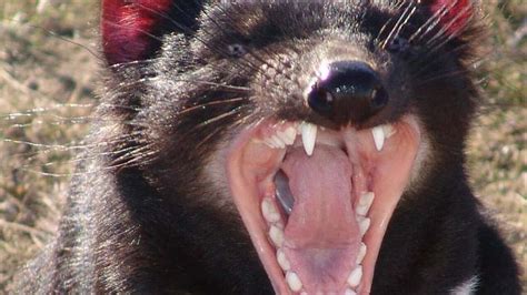 Tasmanian Devils Helped To Fight Off Facial Tumour Disease With Live