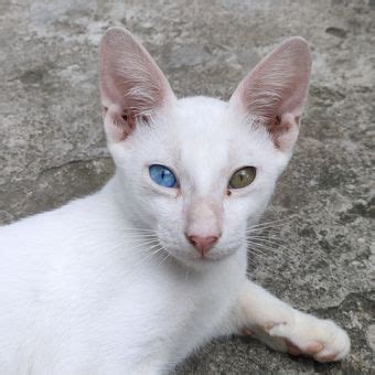 Foto Ras Kucing Paling Mahal Di Dunia Dari Savannah Sampai