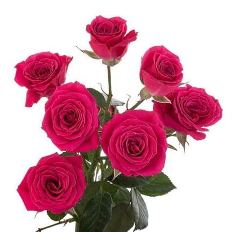 Hot Pink Spray Rose 100 Stems J R Roses Wholesale Flowers