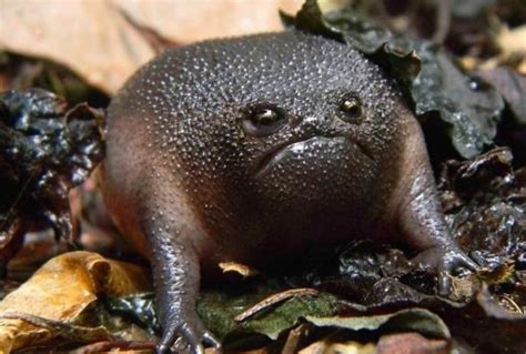 Black Rain Frog Natural History On The Net