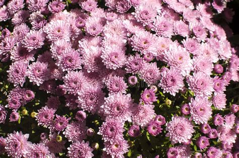 Purple Chrysanthemums Stock Image Image Of Bouquet Closeup 45606149