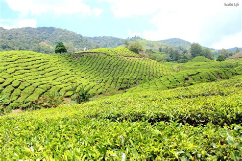 Beautiful cafes are placed strategically for the perfect view of the tea plantations, with most picturesque sceneries. Boh Tea Plantation @ Cameron Highlands