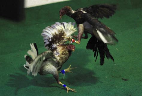 Armed Rooster Bred For Cockfights In Andhra Pradesh Kills Owner Deccan Herald